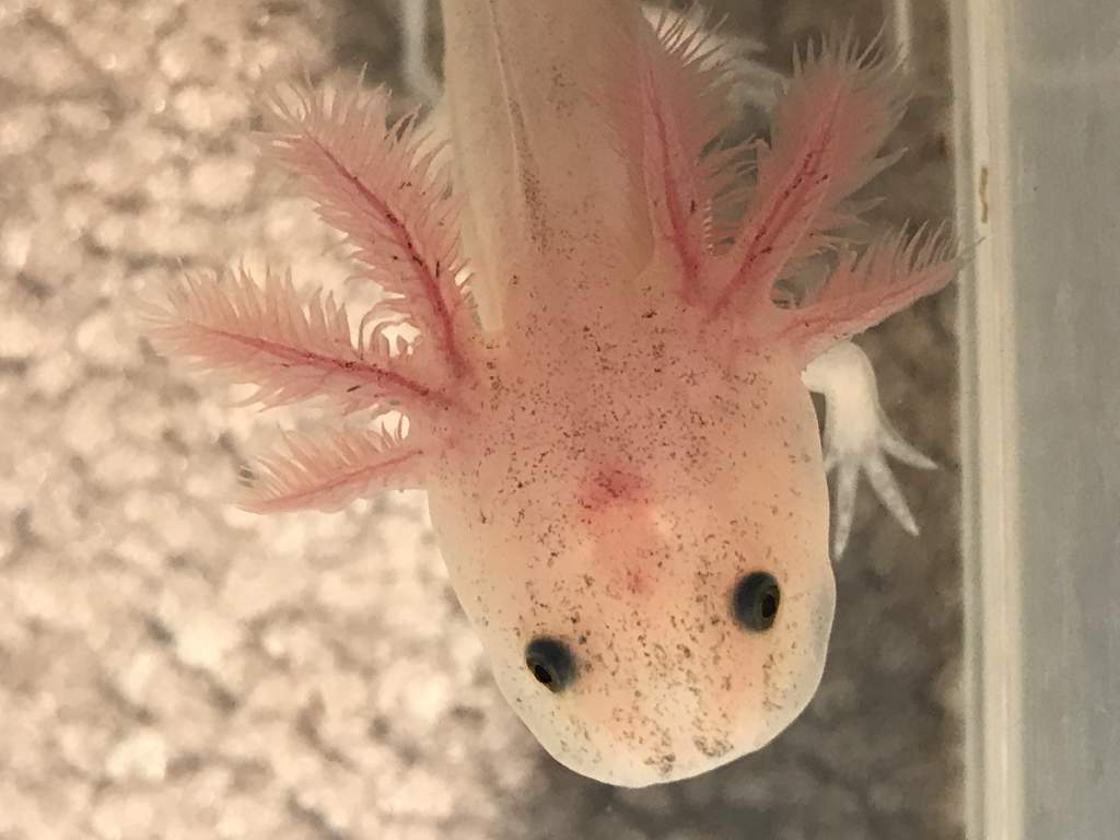 close up of "Feckles" showing off the...freckles!lol
