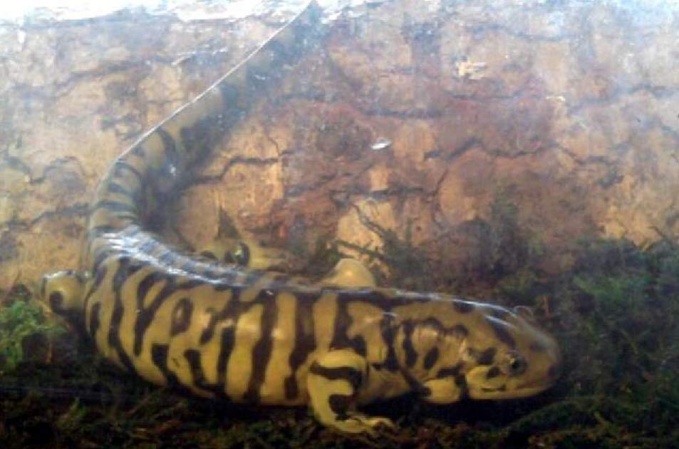 close up of my tiger salamander