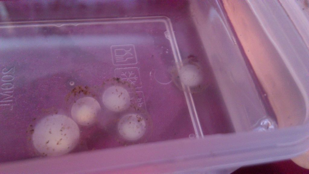 Close up of the five of the cloudy eggs