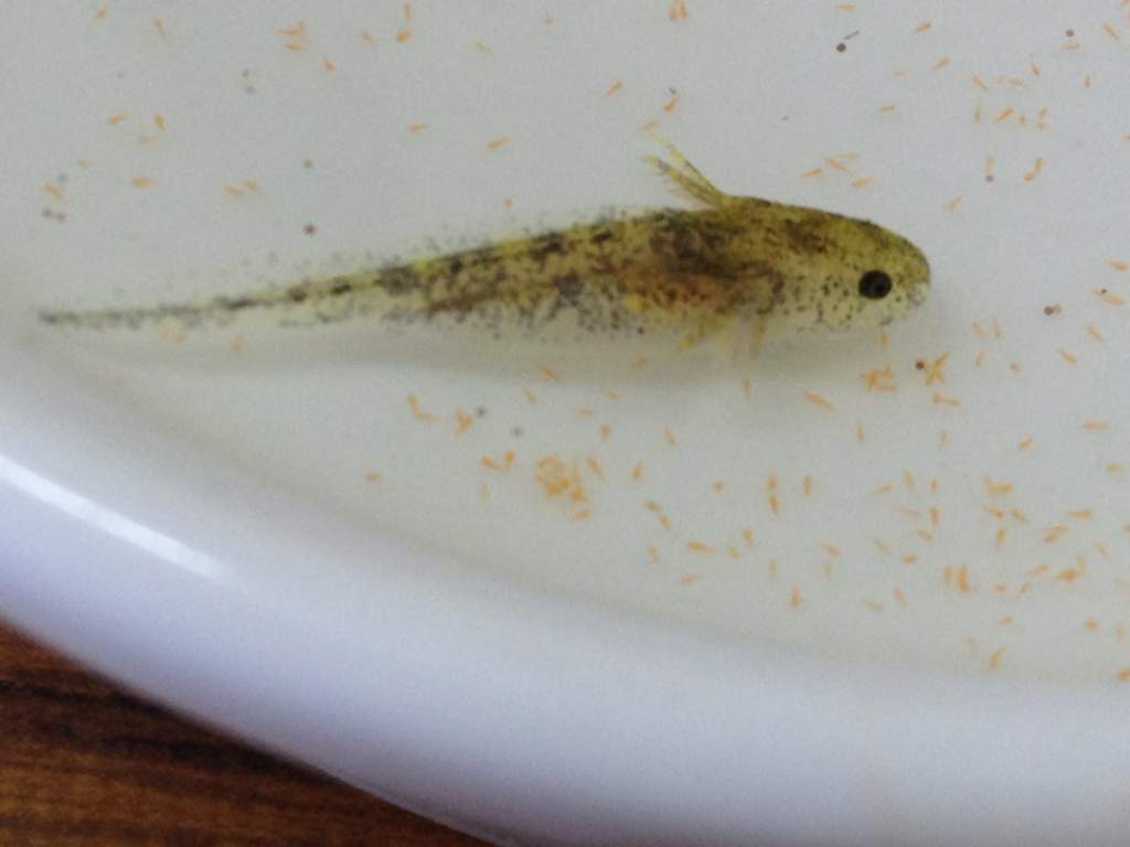 Close up of young baby. They look wild type but are very yellow.