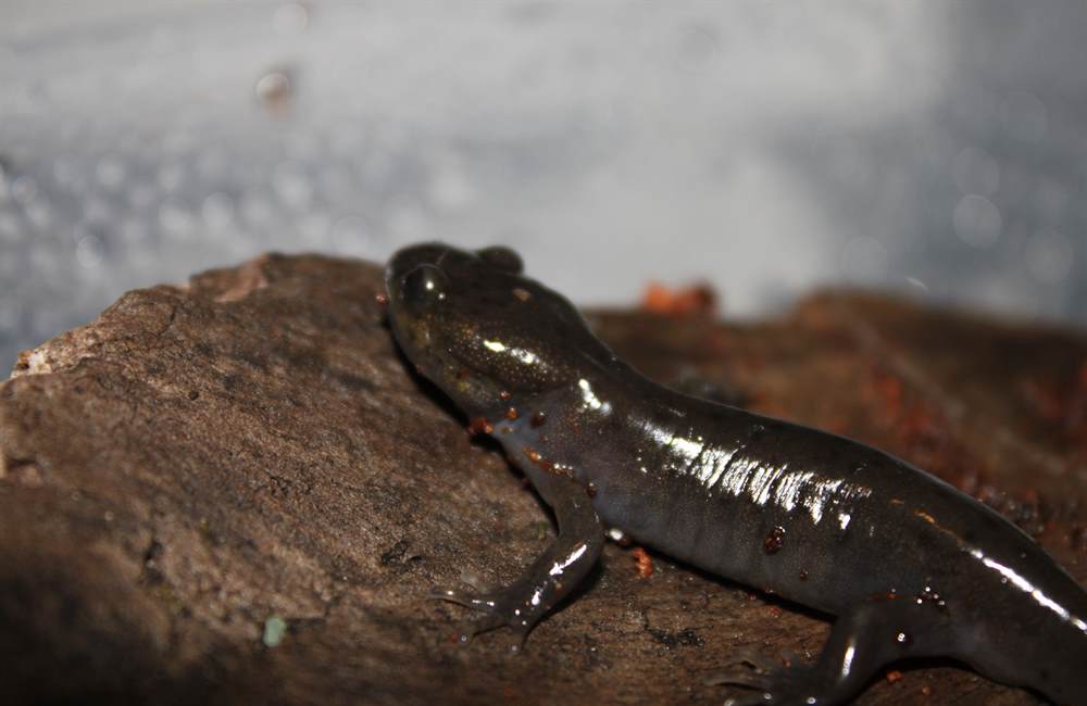 Close up on the side of my northwestern salamander