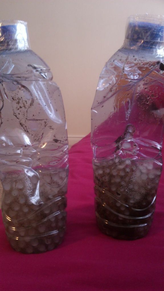 cloudy eggs...