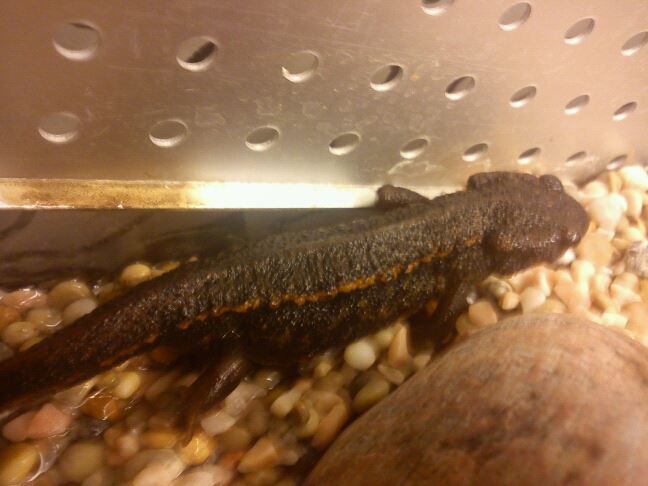 Coarse gluck newly out of water