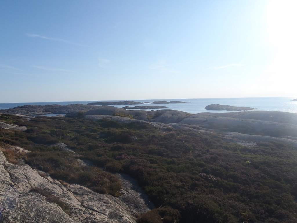 Coast view

Newt habitat.