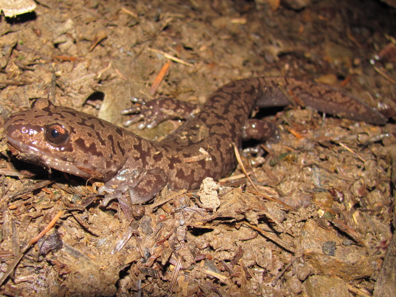 Coastal Giant Salamander