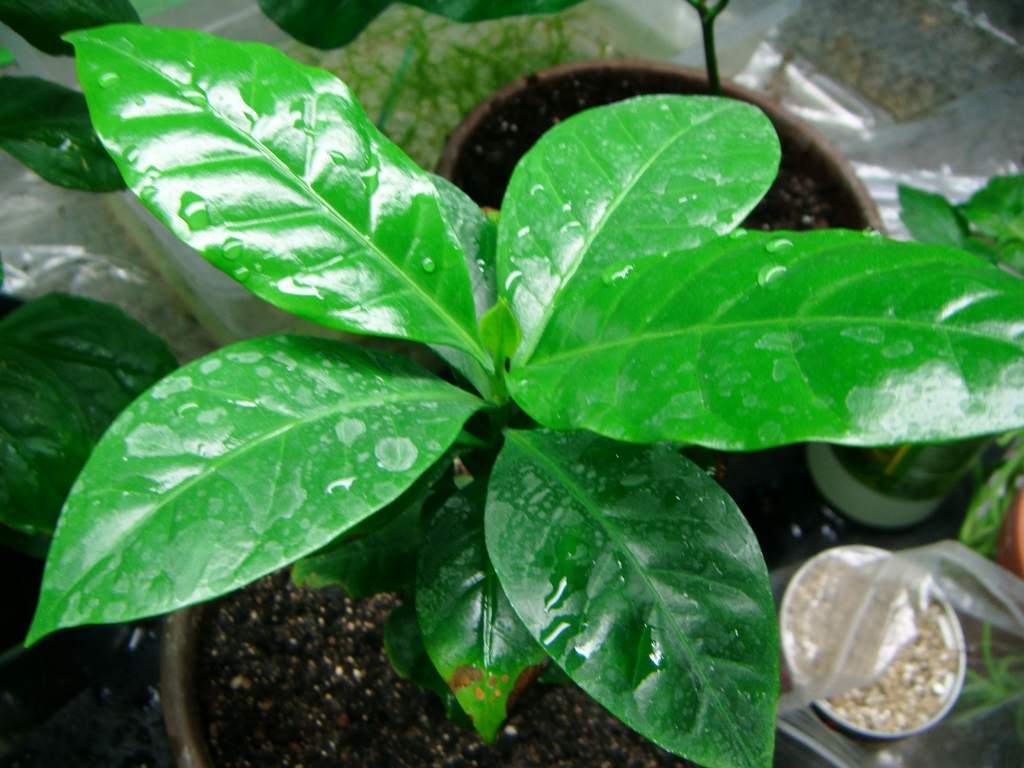 Coffea Arabica