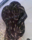 Coiley