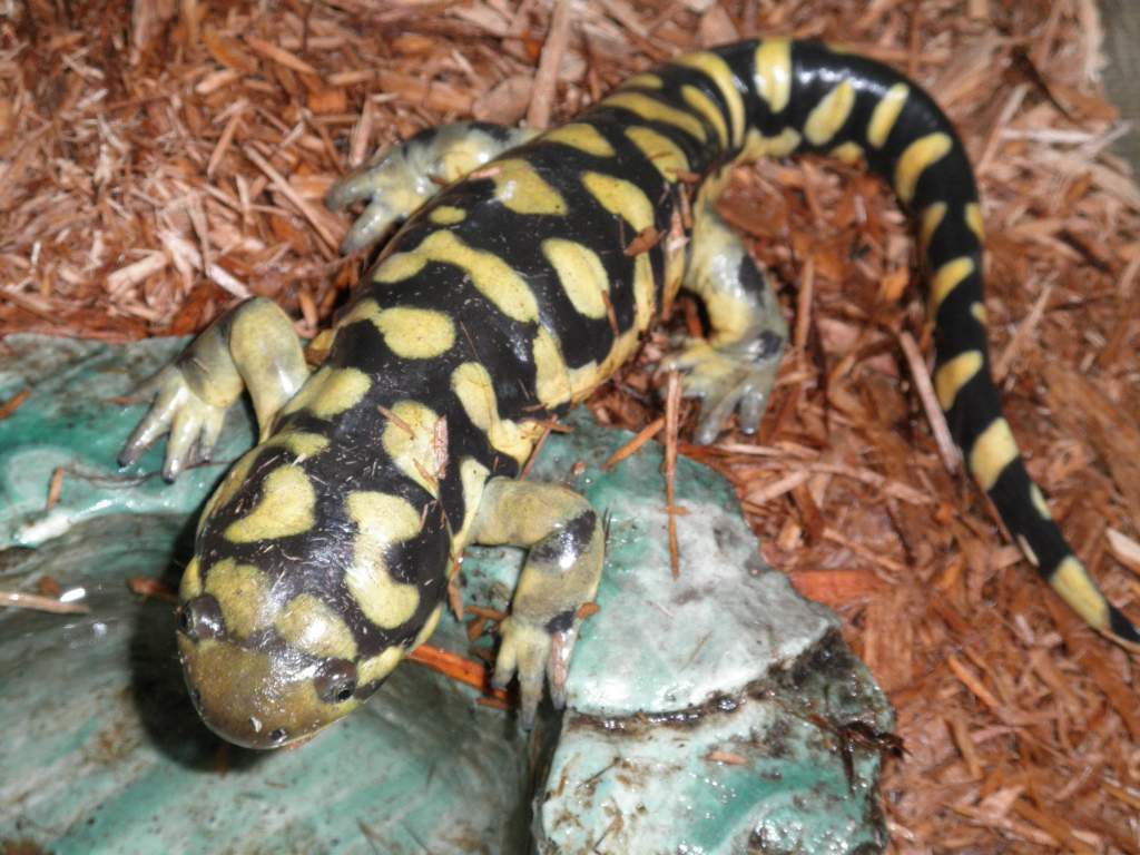 Cole looking curiously at the water's edge.