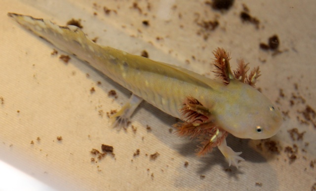 Color morph andersoni.
2012 youngster