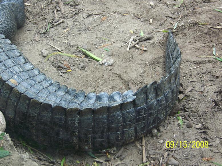 ColumbusAlligatorTail