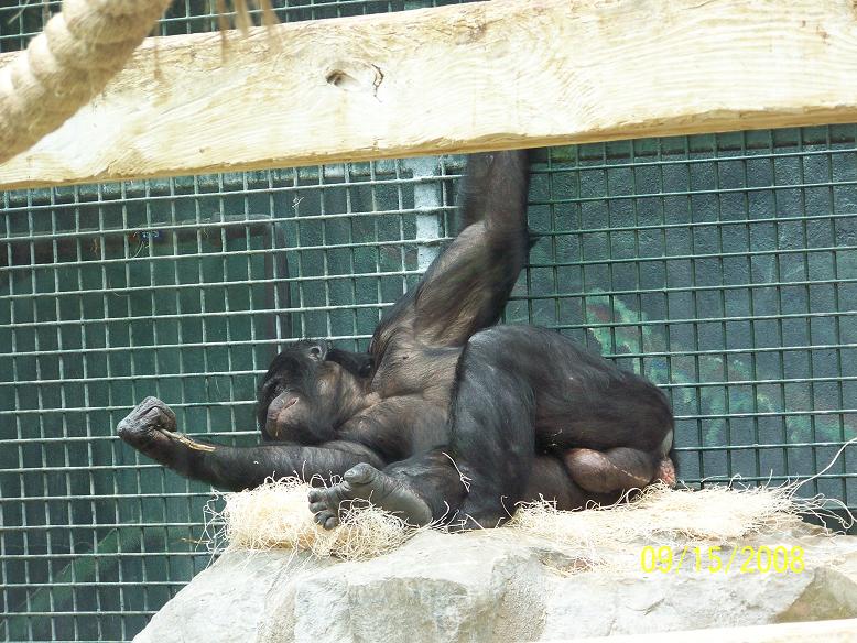 ColumbusBonobo1