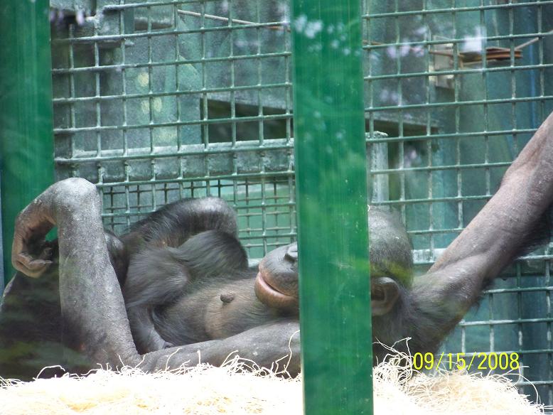ColumbusBonobo2