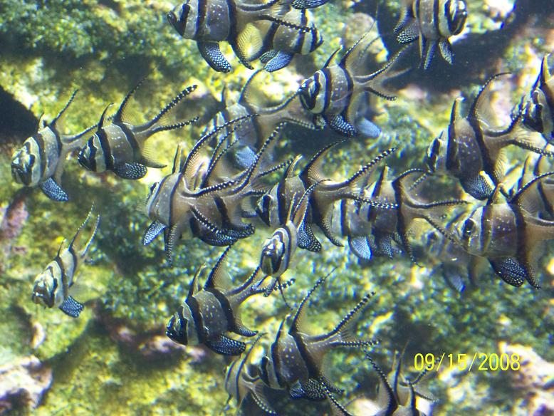 ColumbusFish