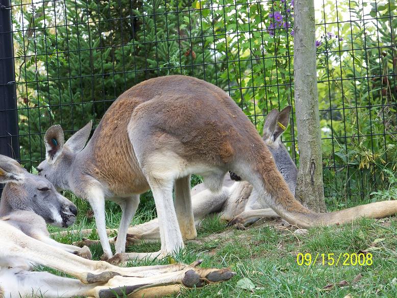 ColumbusKangaroo2