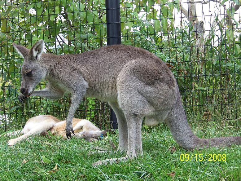 ColumbusKangaroo3