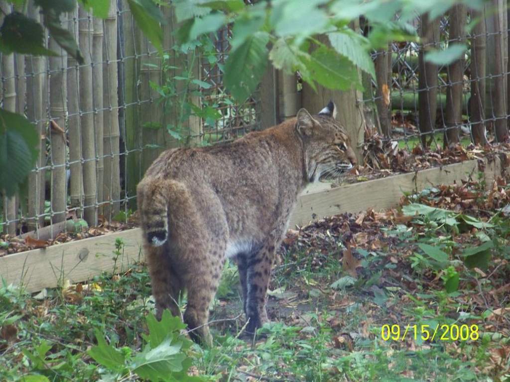 ColumbusLynx