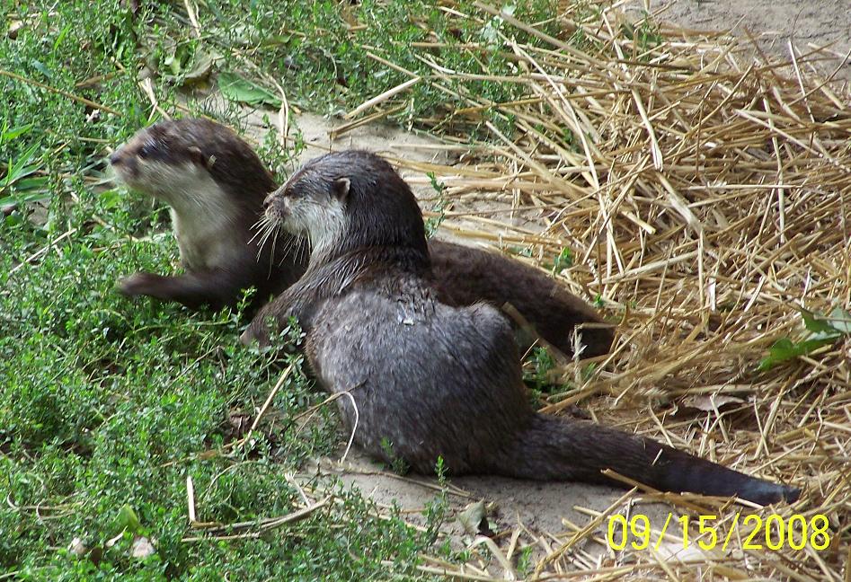 ColumbusMIniOtter1
