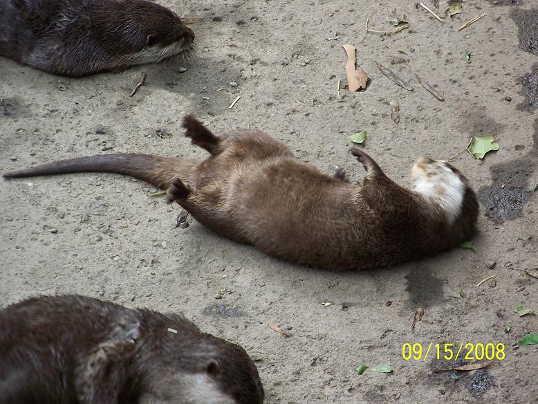 ColumbusMiniOtter2