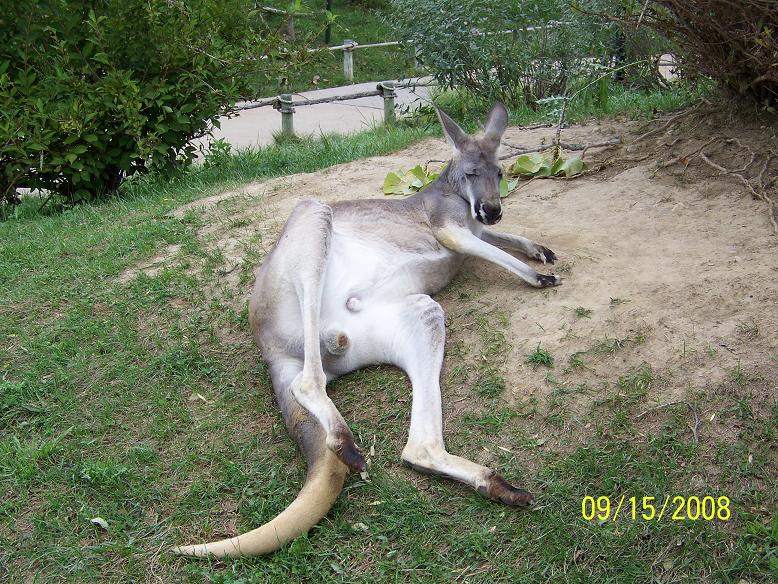 ColumbusNuttyKangaroo