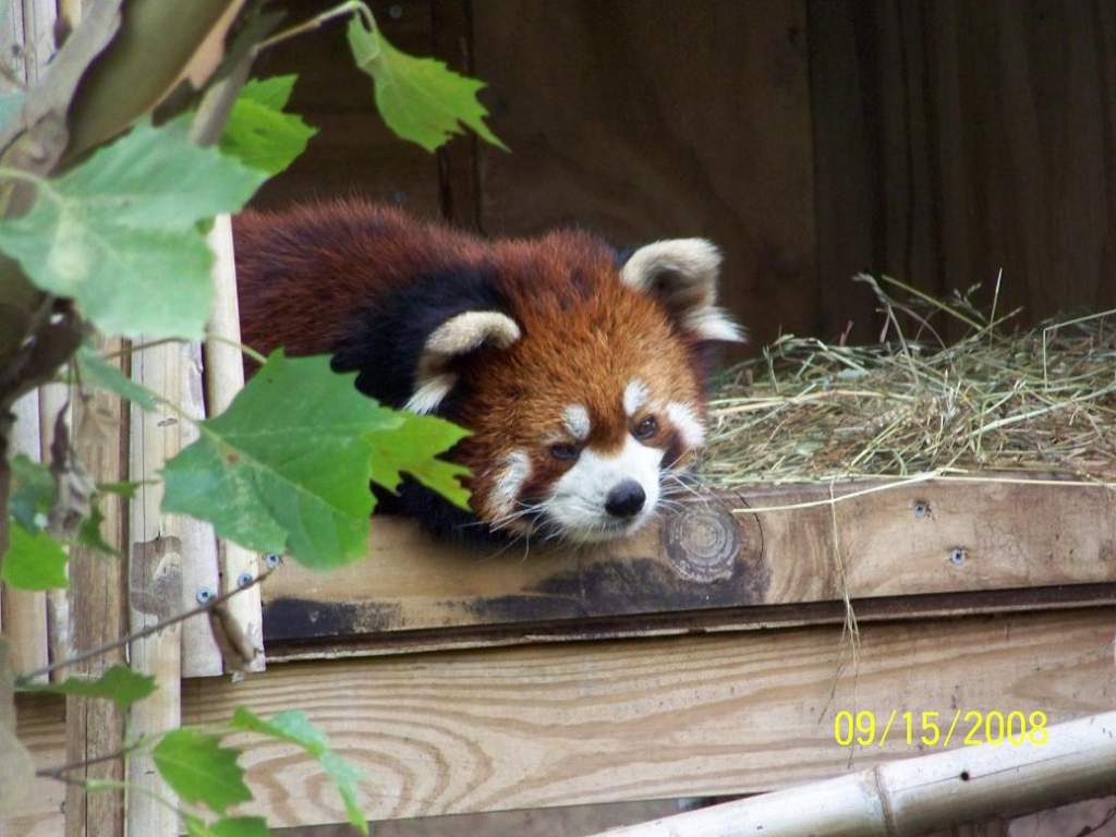 ColumbusRedPanda