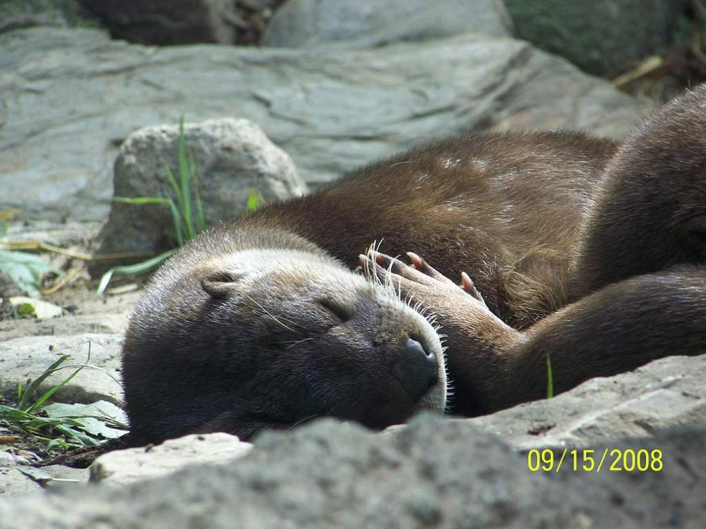 ColumbusRiverOtter