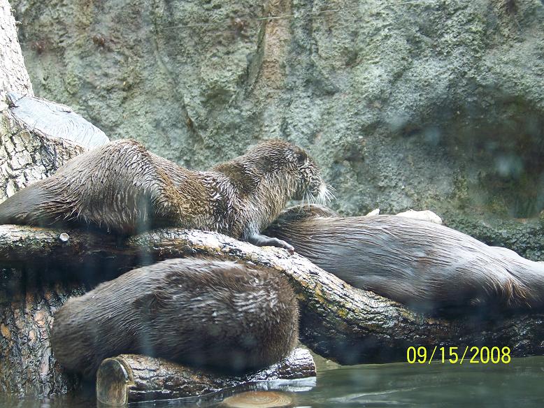 ColumbusRiverOtter2