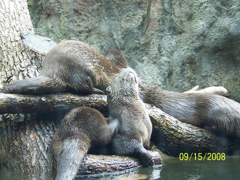 ColumbusRiverOtter3