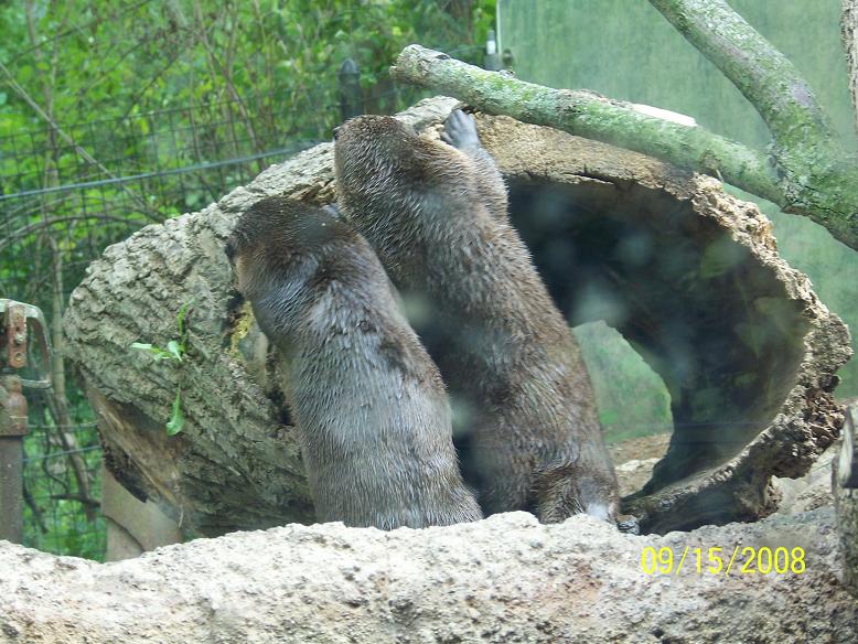 ColumbusRiverOtter4
