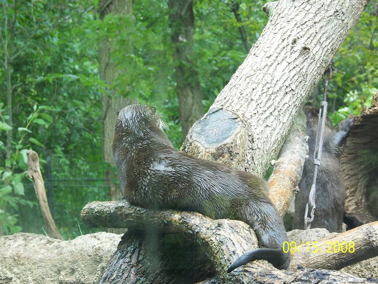 ColumbusRiverOtter5
