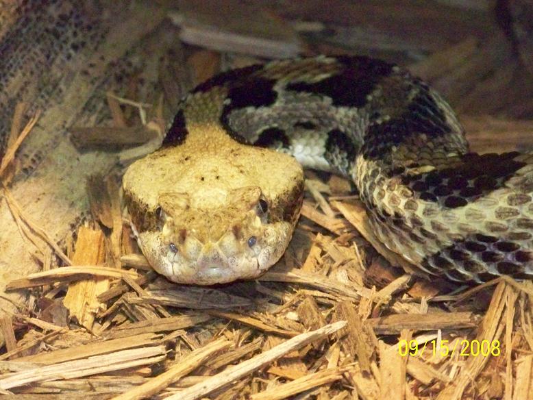ColumbusViper2