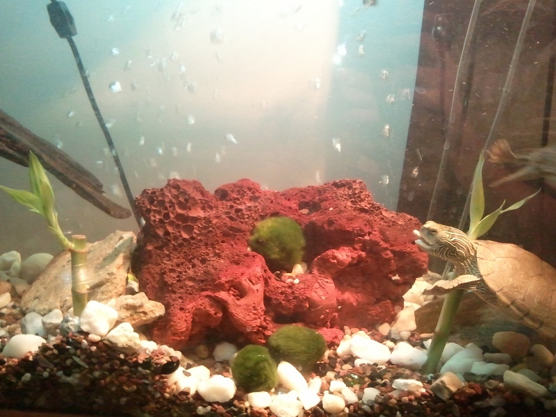 Common map turtle, Jiggy