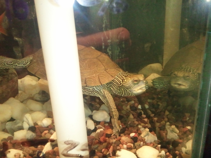 Common map turtle, Jiggy