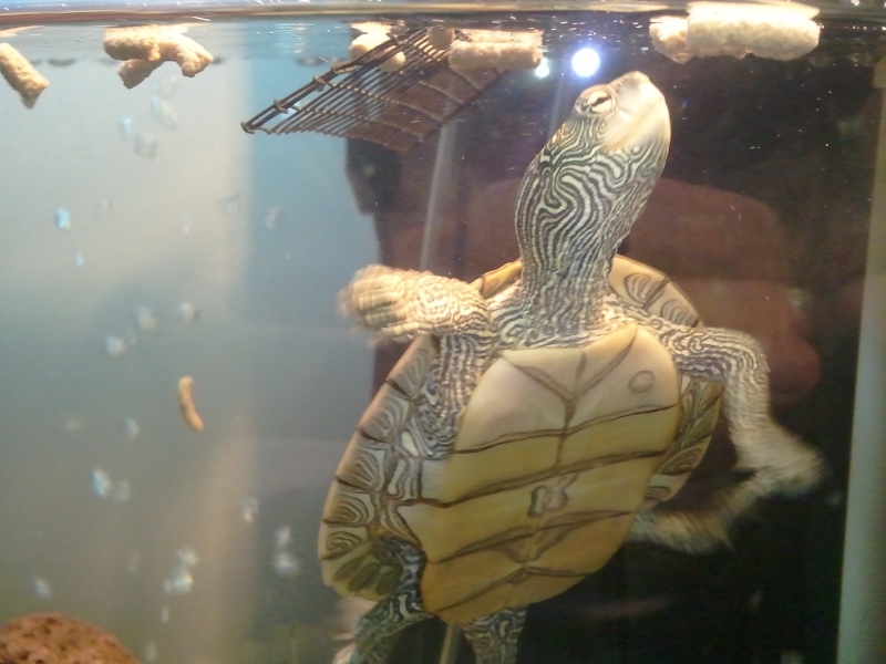 Common map turtle, Jiggy