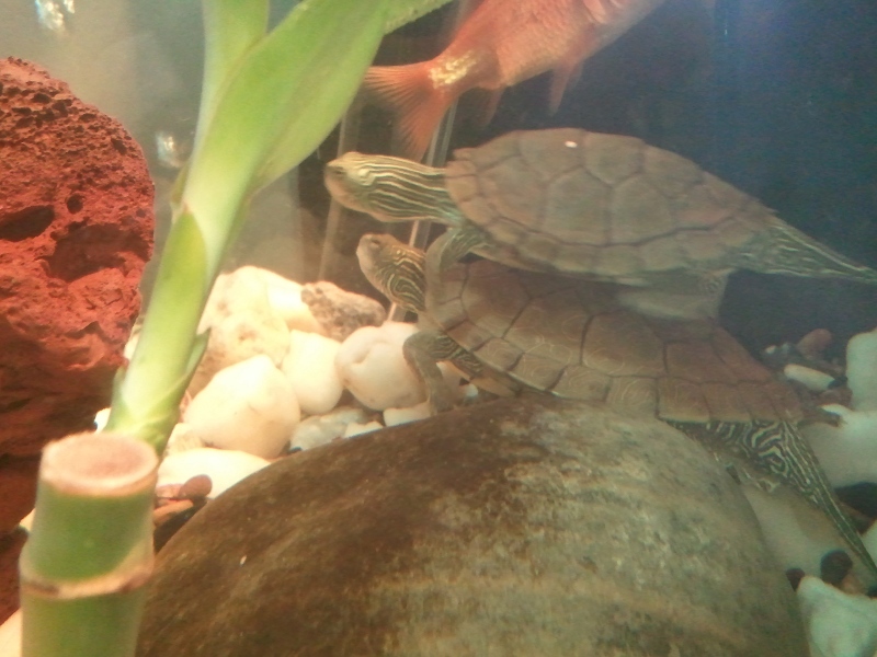 Common map turtles, Lil'guy (top) & Racer (bottom)