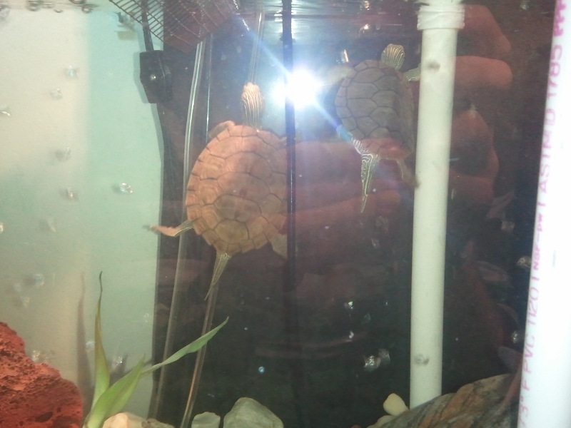 Common map turtles, Racer (left) & Lil'guy (right)