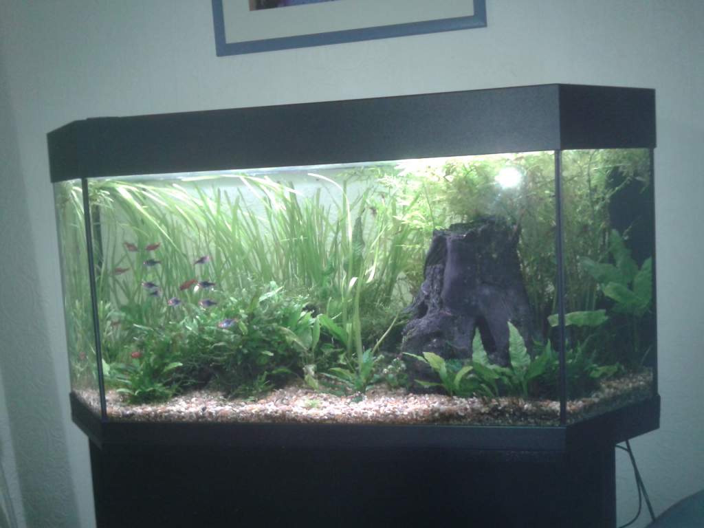 community tank - the gourami are breeding so the others are all at one end of the tank.....