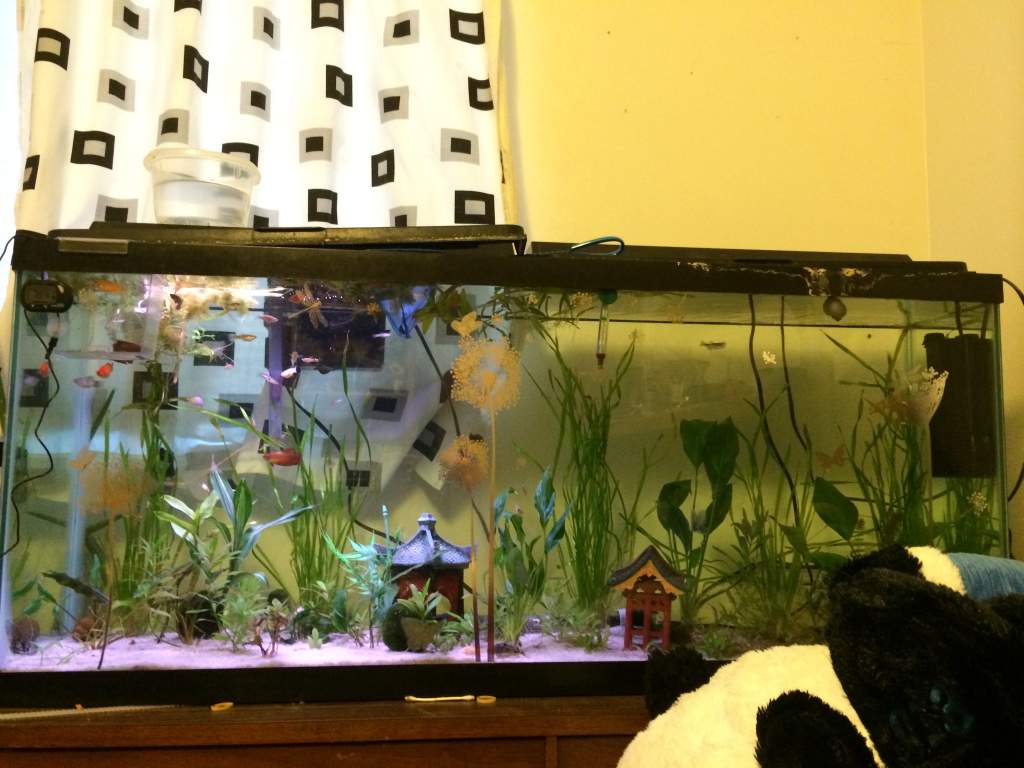 Community tank