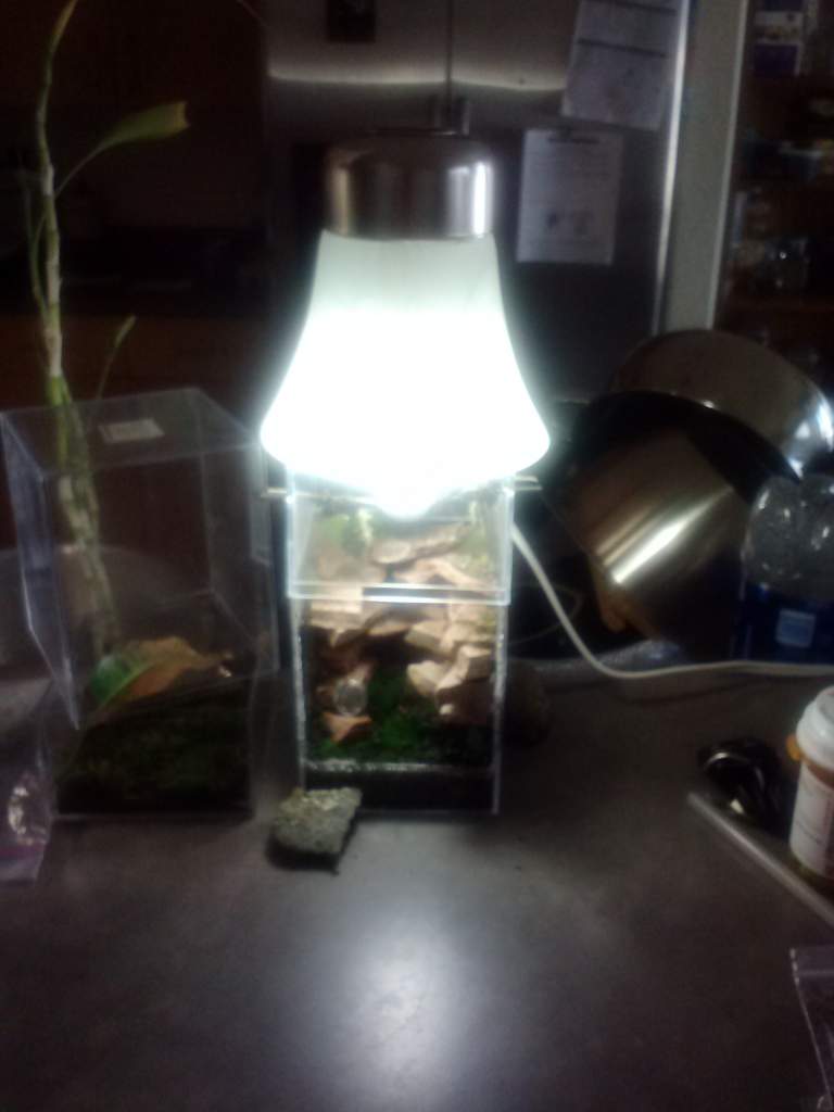 Complete view of tank and light on my kitchen counter.