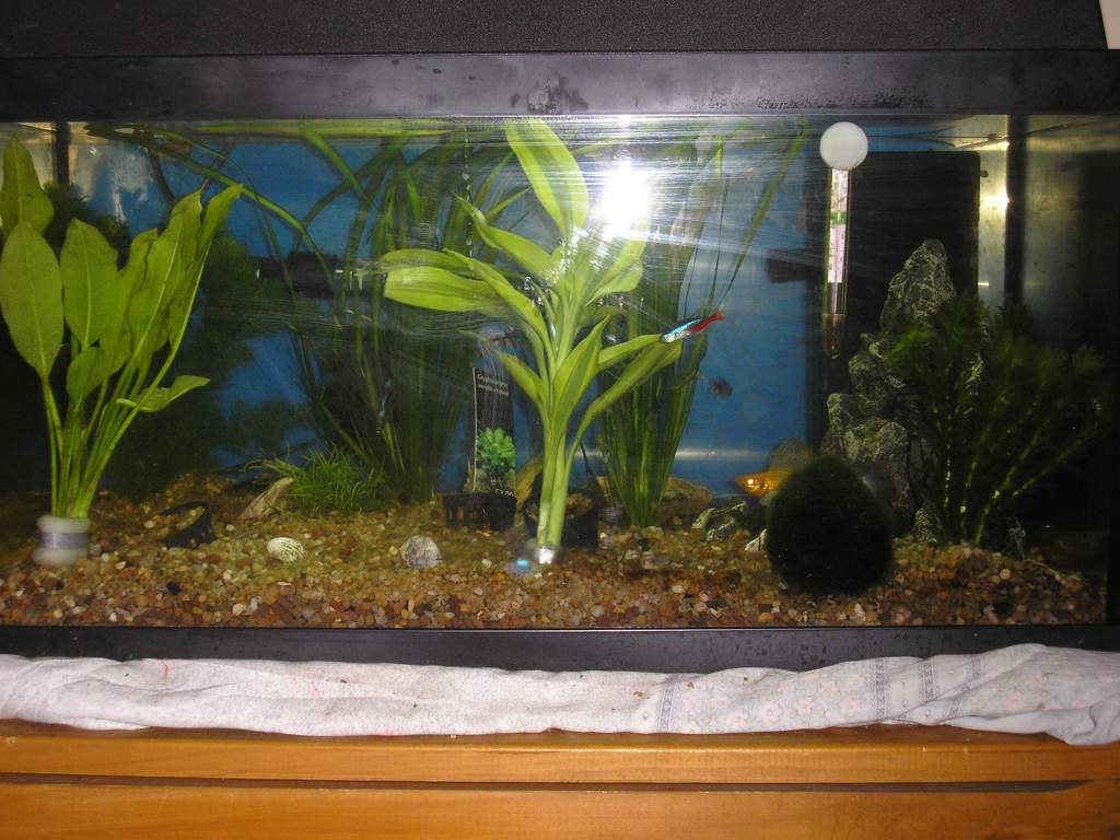 comunity tank