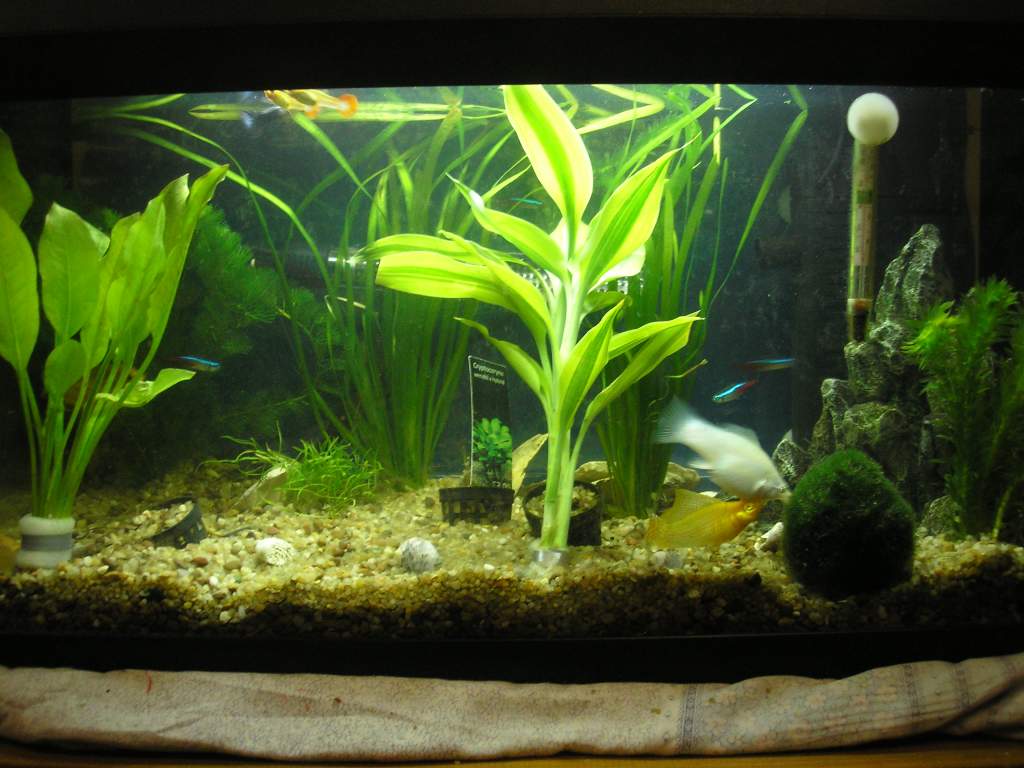 comunity tank
