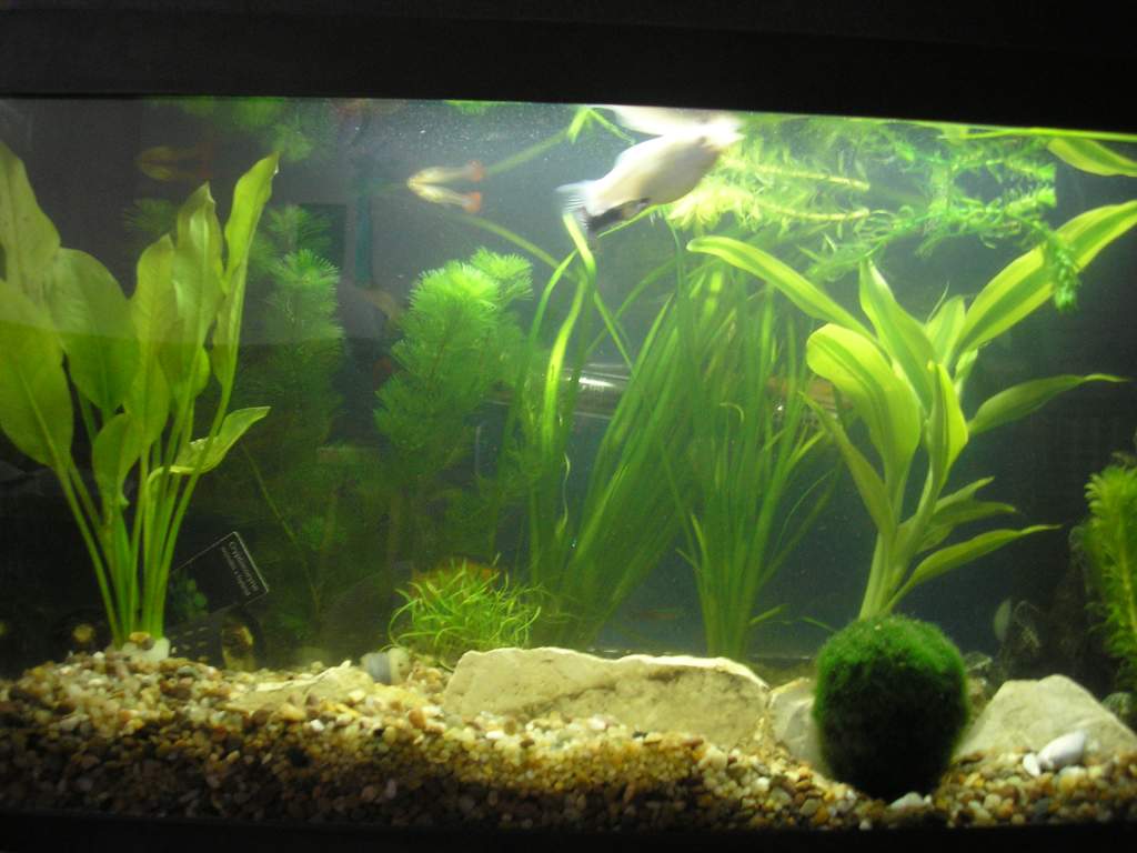 comunity tank