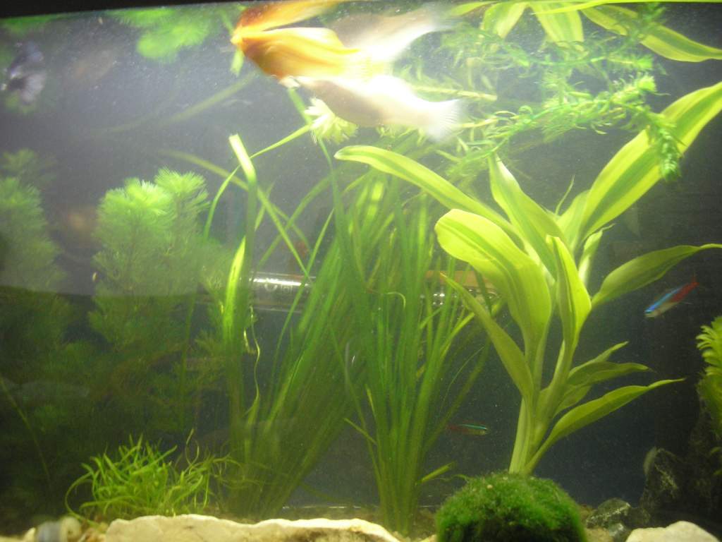 comunity tank