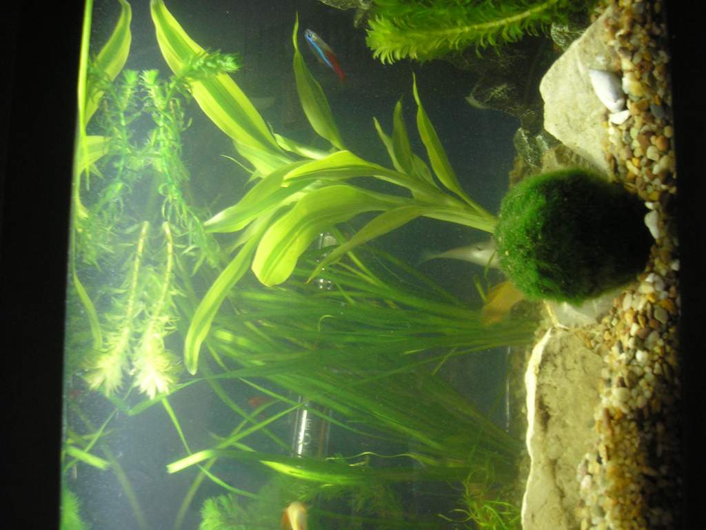 comunity tank