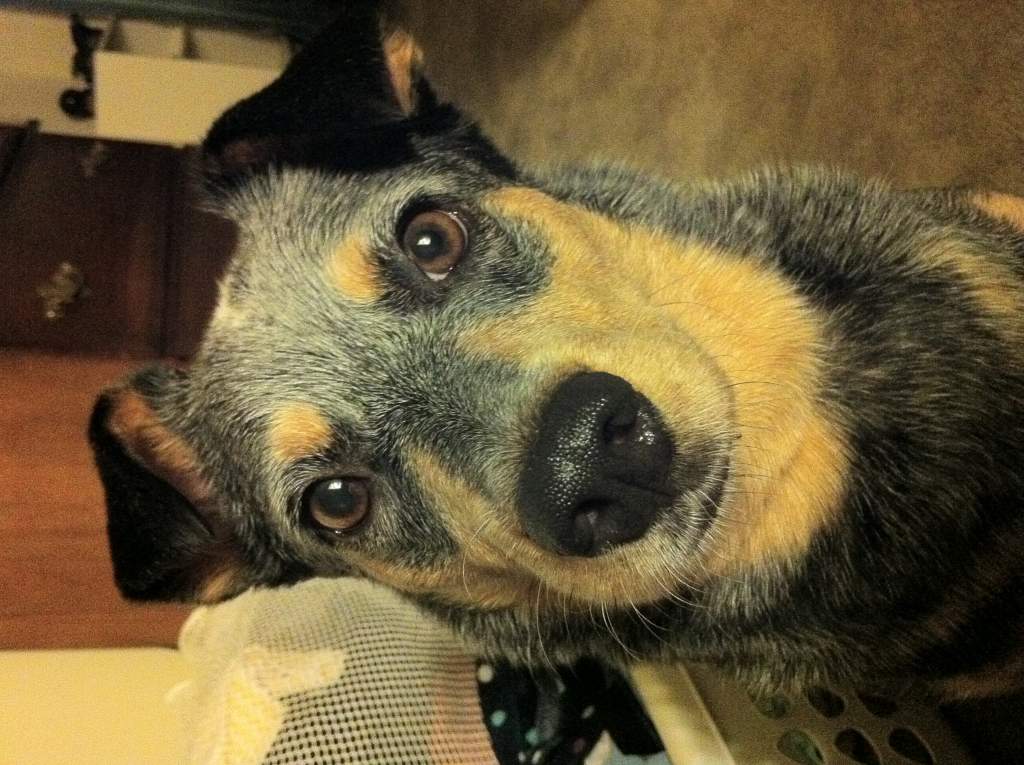 Cookies?