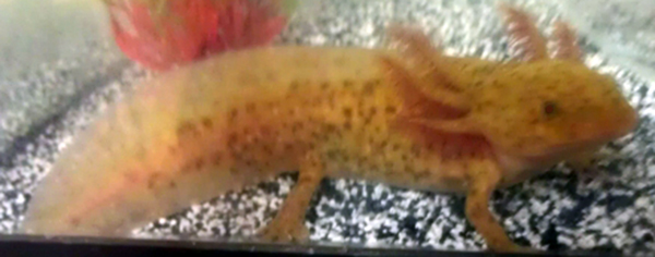 Copper