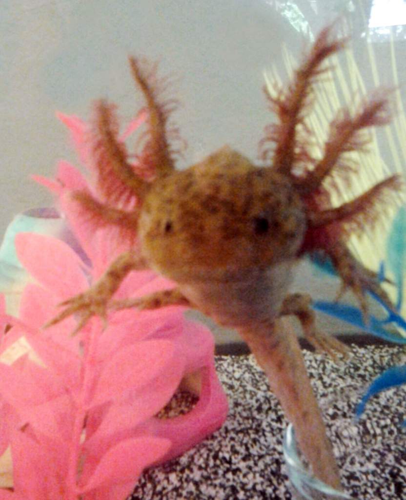 Copper