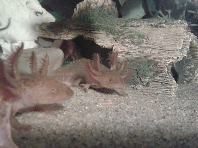 Coppers share the pellets