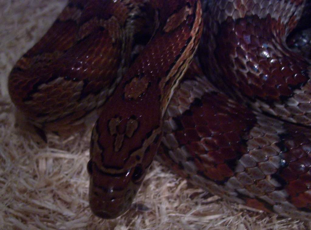 cornsnake