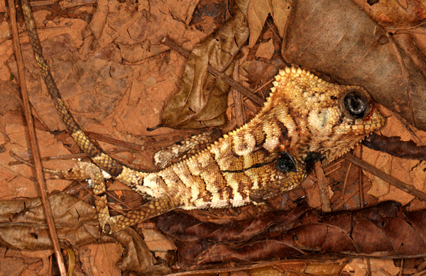 Corytophanes cristatus - Casque-headed Lizard (deceased)