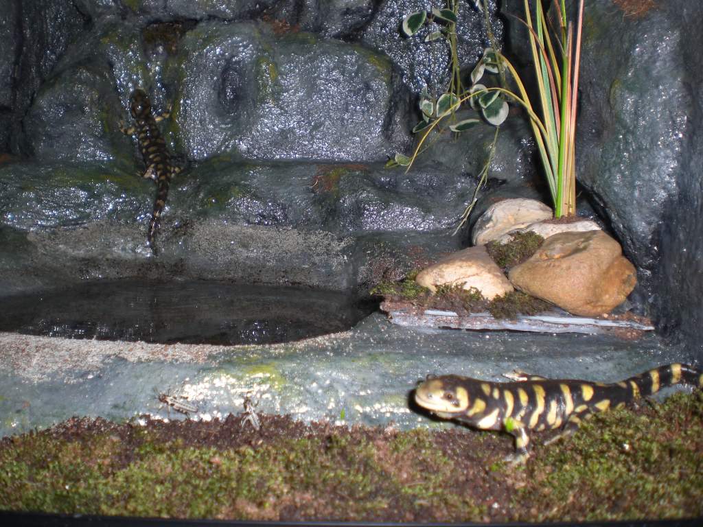 Couple of Tigers exploring their new home.
